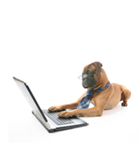 Boxer on laptop